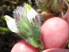 Chloropyron molle molle