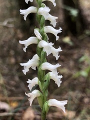 Spiranthes niklasii
