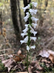 Spiranthes niklasii