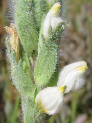 Chloropyron molle molle