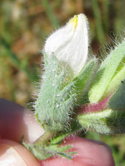 Chloropyron molle molle