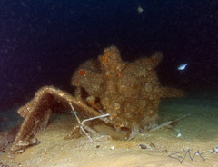 Scorpis lineolata