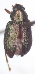 Colaspis sanjoseana