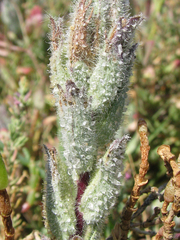 Chloropyron molle molle