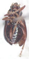 Colaspis sanjoseana
