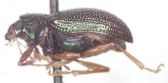 Colaspis sanjoseana