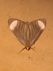 Crocypus perlucidaria