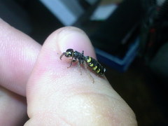 Thynnoidea