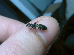 Thynnoidea