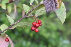 Cotoneaster bullatus