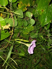 Ipomoea muricata
