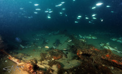 Trachurus novaezelandiae