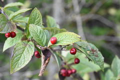 Cotoneaster bullatus