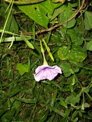 Ipomoea muricata