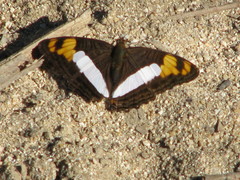 Adelpha phylaca
