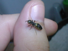Thynnoidea