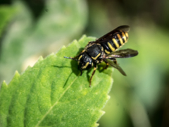 Paranthidium jugatorium