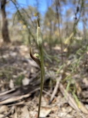 Pterostylis maxima