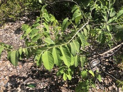 Dalbergia ecastaphyllum