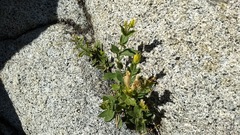 Silene parishii