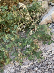 Phacelia rupestris