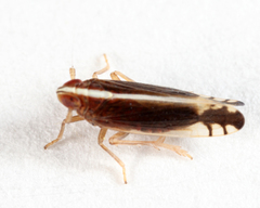 Stenocranus lautus
