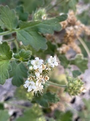 Phacelia rupestris