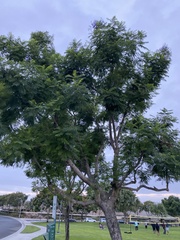 Jacaranda mimosifolia