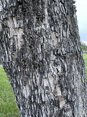 Jacaranda mimosifolia