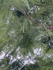 Jacaranda mimosifolia
