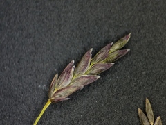 Eragrostis pectinacea pectinacea