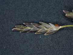 Eragrostis pectinacea pectinacea