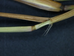 Eragrostis pectinacea pectinacea