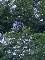 Jacaranda mimosifolia