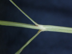Eragrostis pectinacea pectinacea