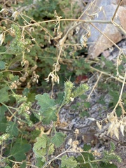 Phacelia rupestris