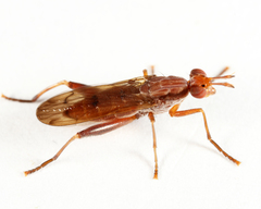 Sepedon tenuicornis