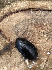 Drymaplaneta shelfordi
