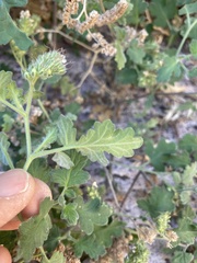 Phacelia rupestris