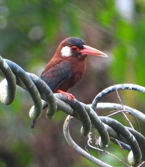 Galbalcyrhynchus leucotis