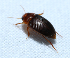 Copelatus caelatipennis
