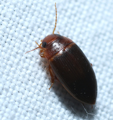 Copelatus caelatipennis