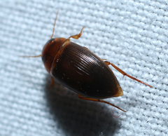 Copelatus caelatipennis