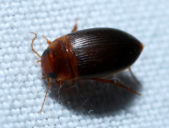 Copelatus caelatipennis