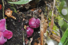 Eschweilera jacquelyniae