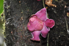 Eschweilera jacquelyniae