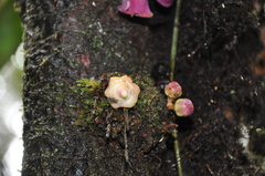 Eschweilera jacquelyniae