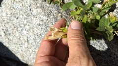 Silene parishii