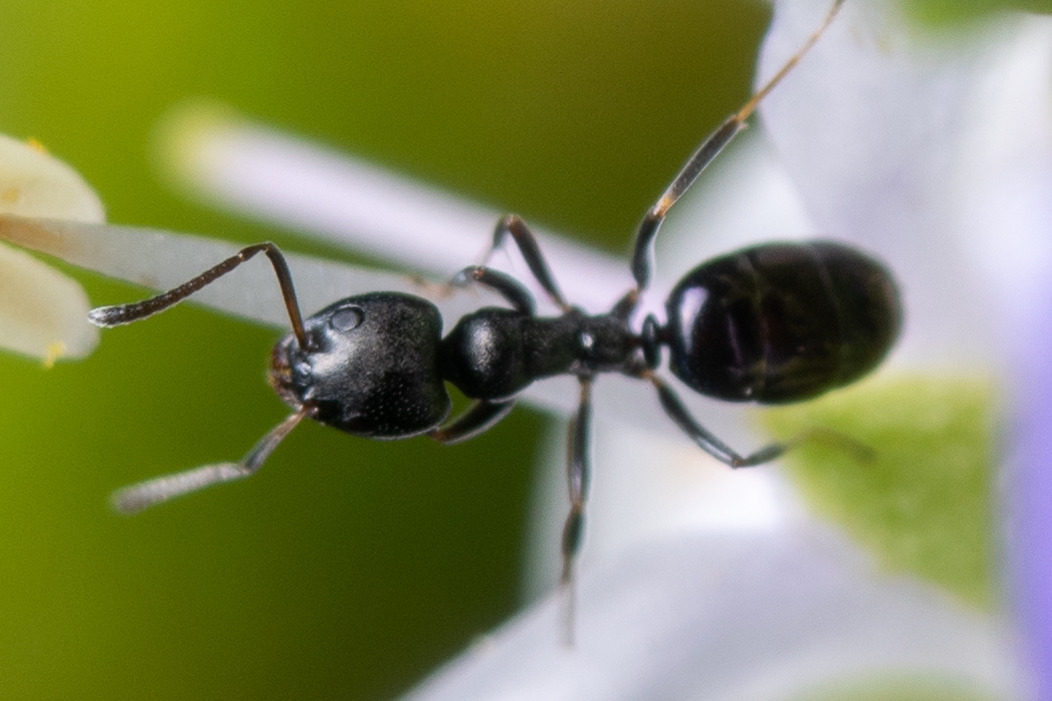 Ochetellus glaber
