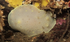 Cadlina laevis